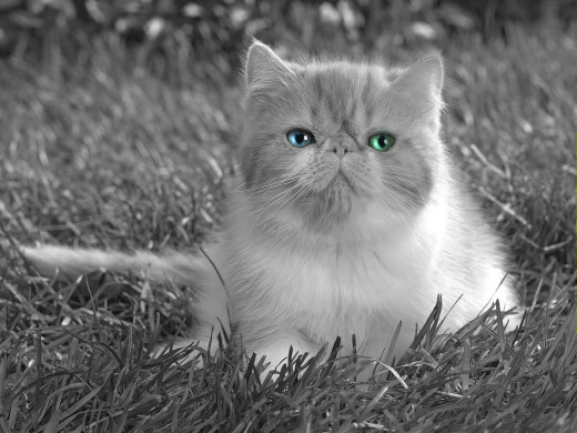 361281 (a): :1600x1200
